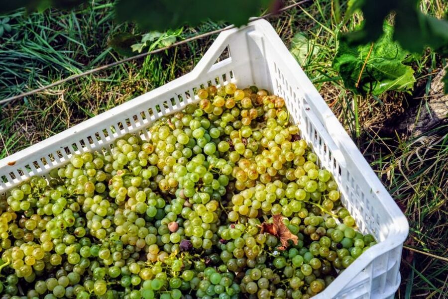 Desenzano: Lugana Wine-Tasting and Vineyard Tour - Getting there from Desenzano and Sirmione