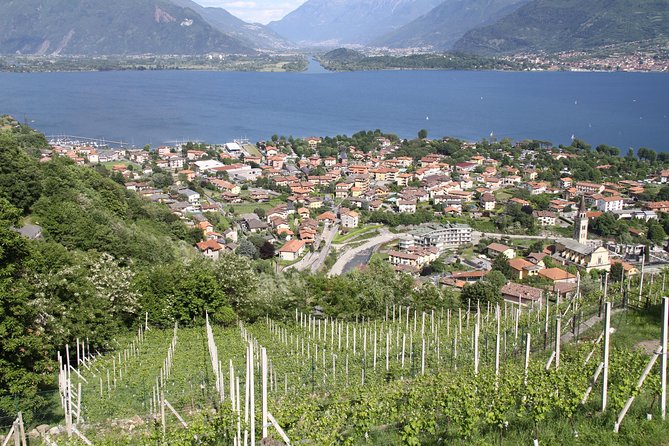 Domaso: Wine Tasting at the Winery on Como Lake - Who will enjoy this Domaso tasting