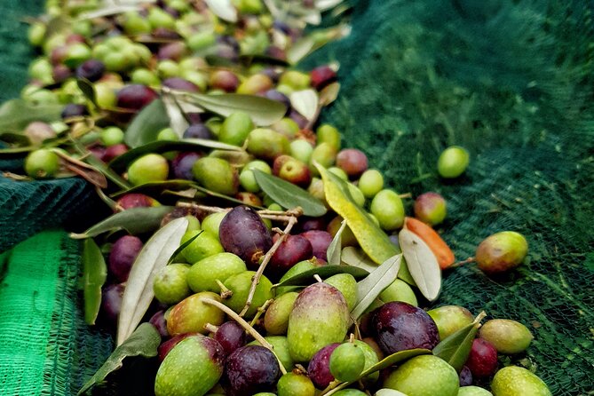 E.V.O. oil of Lake Como tasting+ food pairings - Key points at a glance