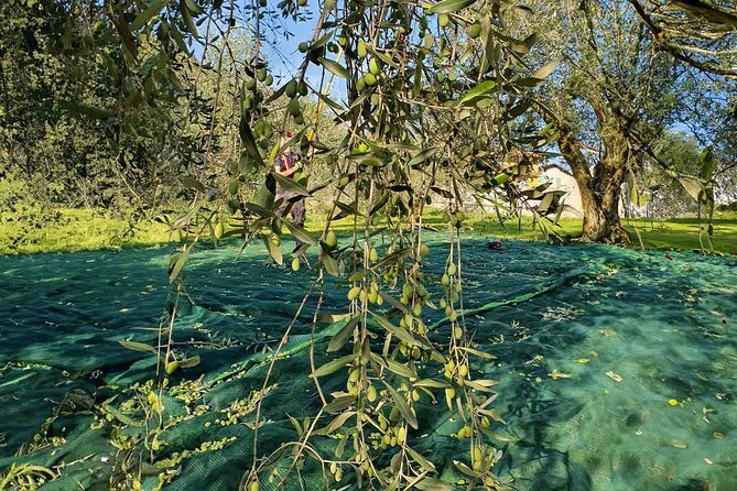 E.V.O. oil of Lake Como tasting+ food pairings - Who will enjoy this experience most