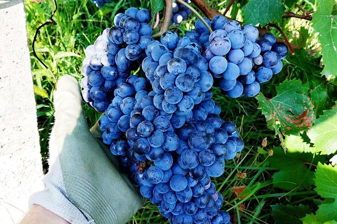 Family tasting - A little tasting - Why this small vineyard visit is worth your time