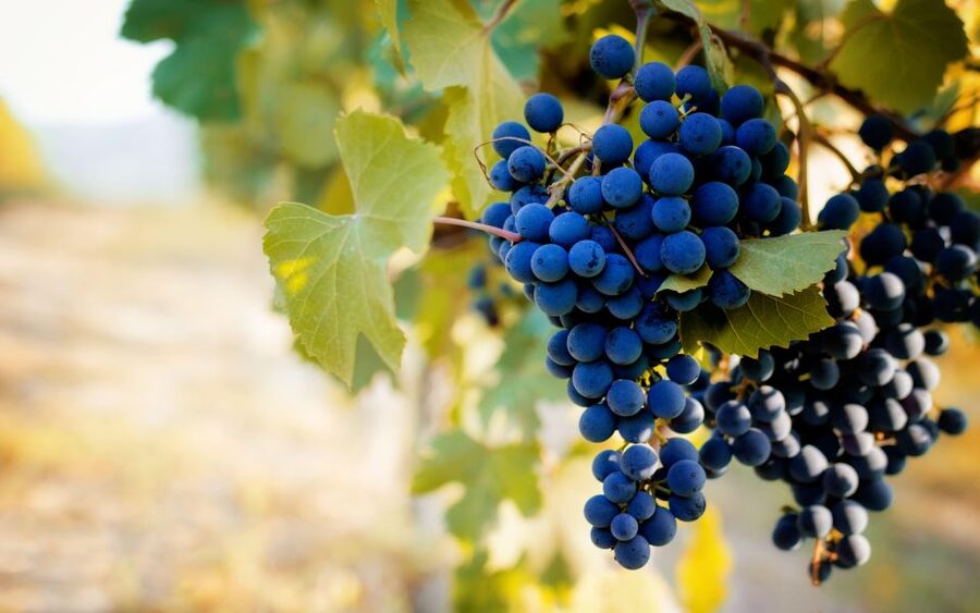 From Milan: Barolo Wine Tasting, Alba Tour and Castle Visit - A hilltop castle and the Langhe panorama
