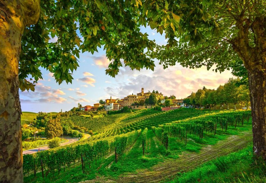 From Milan: Barolo Wine Tasting, Alba Tour and Castle Visit - A family winery and the many faces of Piedmont red wine