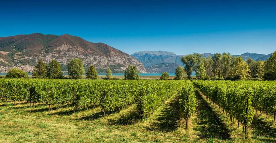 From Milan: Full Day in Franciacorta. 2 Wineries & Lunch - Small drawbacks to consider before booking
