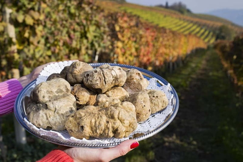 From Milan: Langhe Wine Region Day Trip with Barolo Tasting - Group size, guides, and the feel of the day