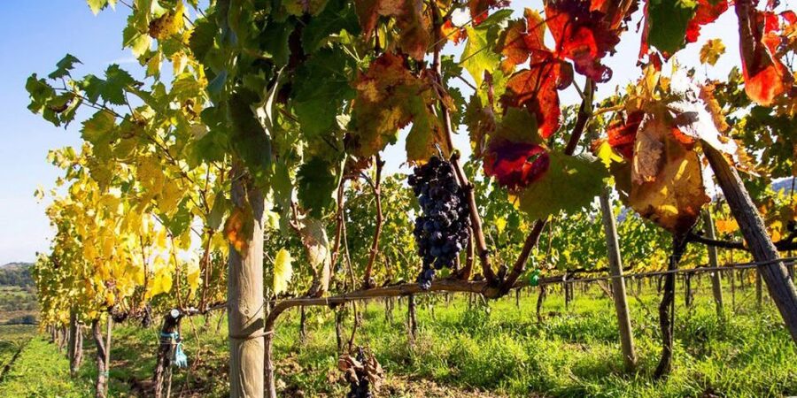 Full-Day Barbaresco Wine Tour with Truffle Hunting and Lunch - Touring a Barbaresco winery