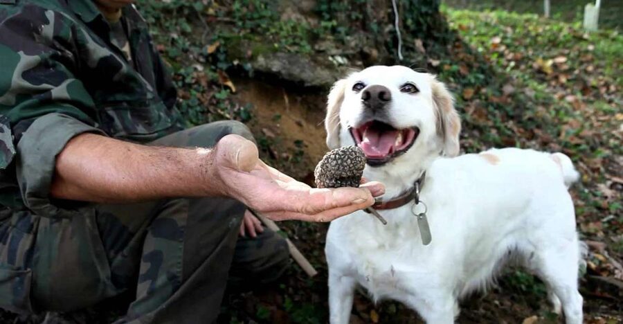 Full-Day Barbaresco Wine Tour with Truffle Hunting and Lunch - Finishing in the town of Barbaresco
