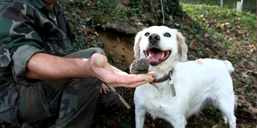 Full-Day Barbaresco Wine Tour with Truffle Hunting and Lunch - Should you book the Barbaresco truffle tour?