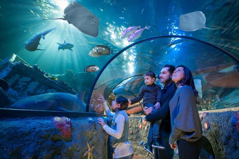 Gardaland SEA LIFE Aquarium: Open Date Entry Ticket - A compact aquarium with one big underwater view