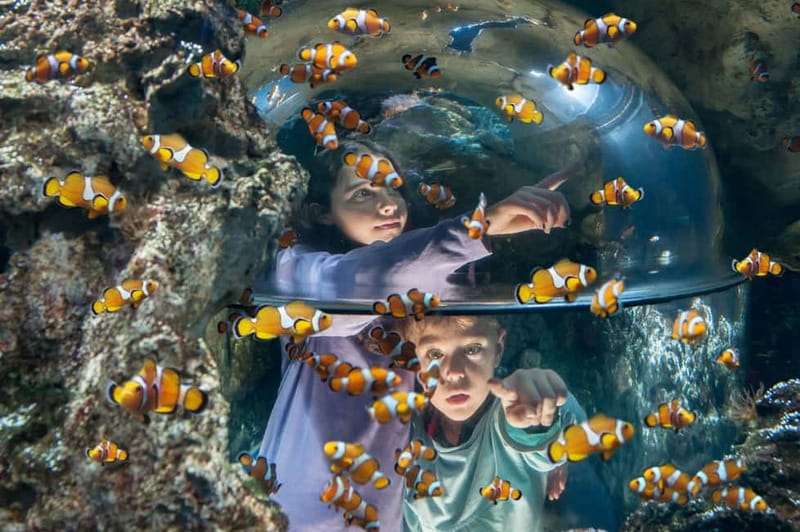 Gardaland SEA LIFE Aquarium: Open Date Entry Ticket - Meeting sea lions and learning about mammals
