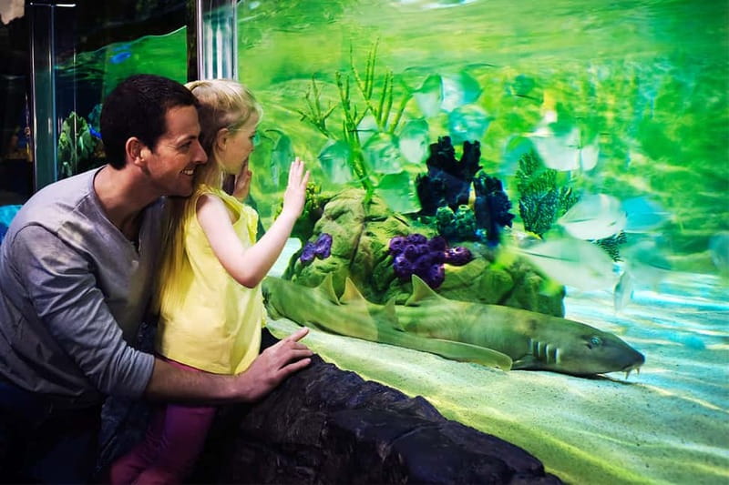 Gardaland SEA LIFE Aquarium: Open Date Entry Ticket - Timing, queues, and the best arrival strategy