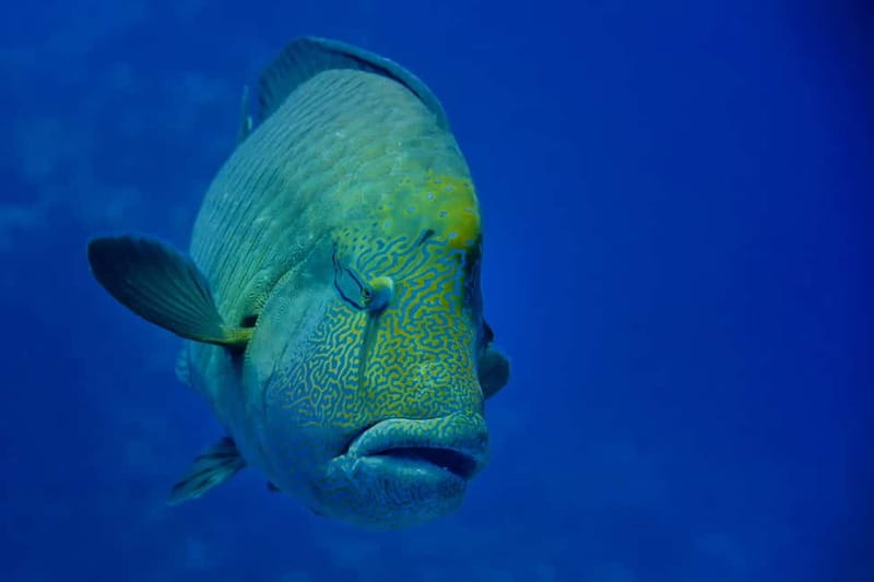 Gardaland SEA LIFE Aquarium: Open Date Entry Ticket - Getting there from Peschiera del Garda