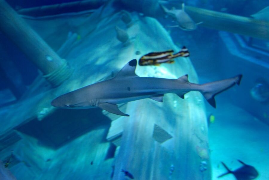 Gardaland SEA LIFE Aquarium: Open Date Entry Ticket - Food, outdoor space, and the pace of the visit