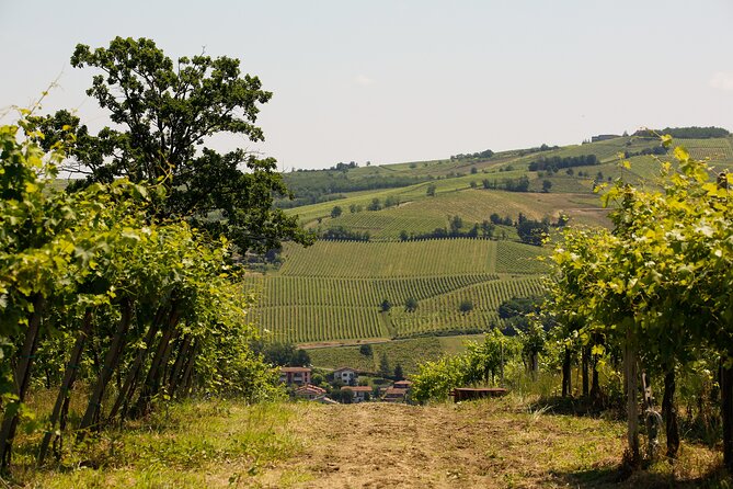 Guided tour of vineyards and winery with tasting 4 wines - Four Wines and a Useful Tasting Lesson