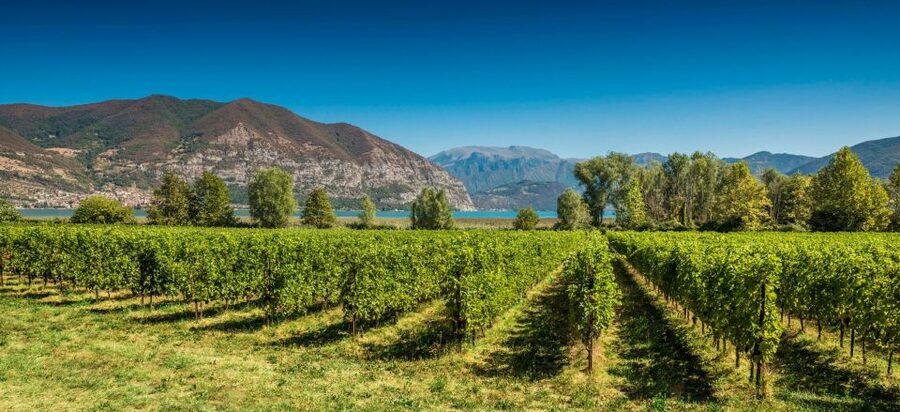 Half-Day Food and Wine Experience in Franciacorta - The return through Franciacorta’s hills