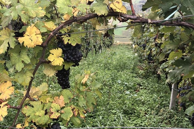 Lake Como & UNESCO Dry-stone Walls Vineyards - Varenna and the gentler side of Lake Como