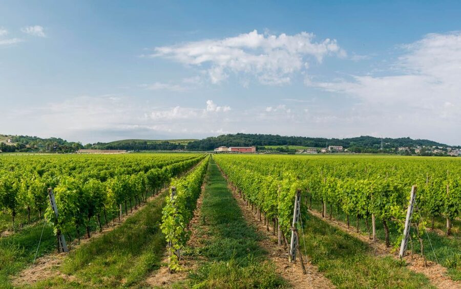 Lake Garda: Garda Hills Wine Tour and Tasting - How the timing affects the value