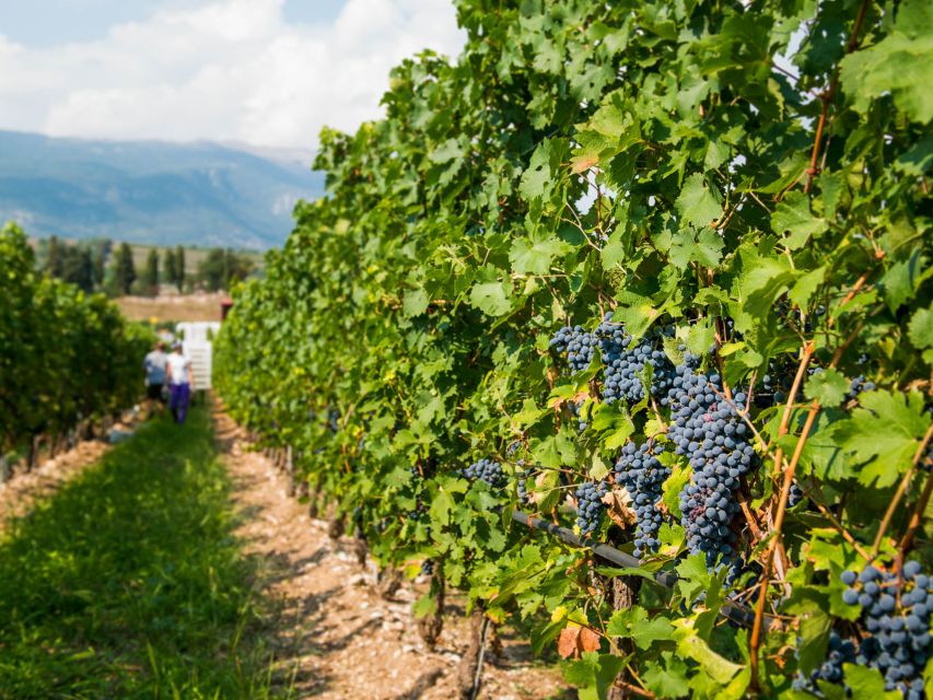 Lake Garda: Garda Hills Wine Tour and Tasting - Practical tips for a smoother visit