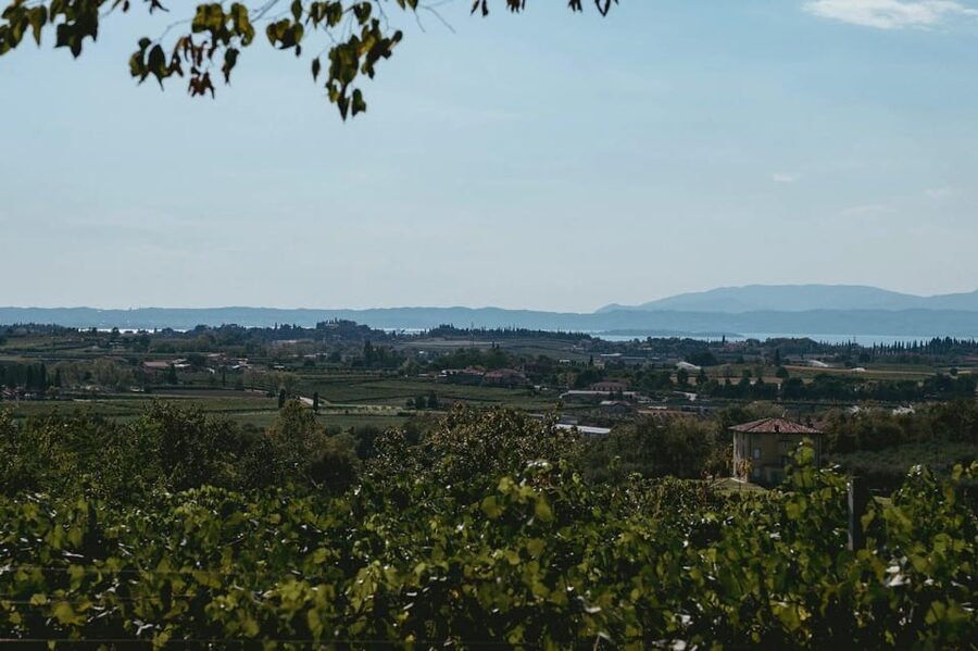 Lake Garda: Vineyard Tour and Tasting on the Hills - Why this small winery visit works so well