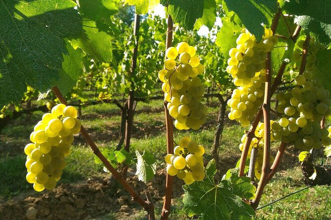 Lake Iseo & Franciacorta Winery. Scenic & Wine Tasting tour - How the transport and group size affect the day