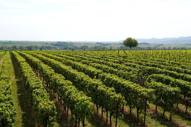 Lake Iseo & Franciacorta Winery. Scenic & Wine Tasting tour - Weather, cancellations, and practical limits