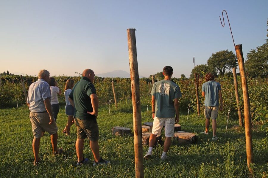 Lazise: Beekeeping Farm Tour and Tasting Experience - Why this Lazise farm visit feels different