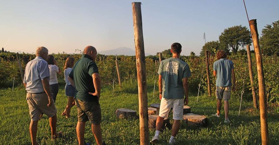 Lazise: Beekeeping Farm Tour and Tasting Experience - Hearing the hive and learning how bees work