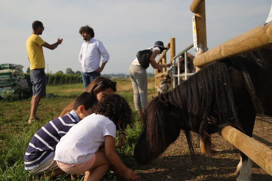 Lazise: Biodynamic Farm Tour and Natural Wine Tasting - How much value do you get for $50?
