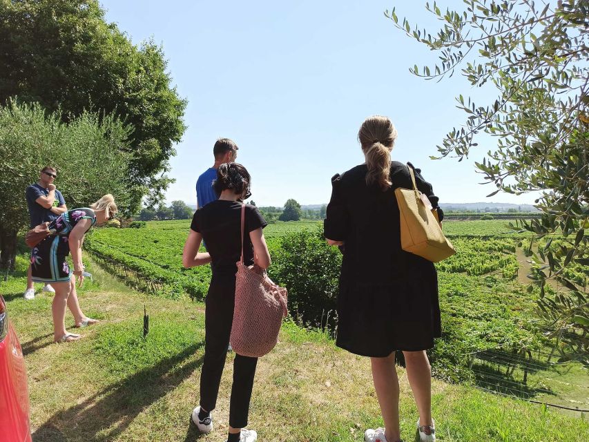 Lazise: Winery Tour with Garda Wines and Food Tasting - Walking through the vineyards