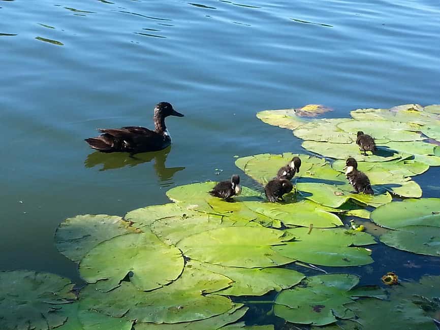 Mantua Lakes and Vallazza Oasis: a timeless boat trip - Rules that shape the experience