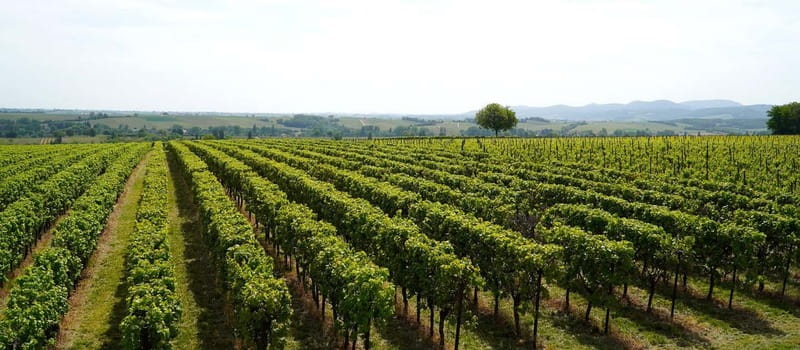Milan: Brescia & Franciacorta with Wine Tasting Small Group - Is the $214 price good value?