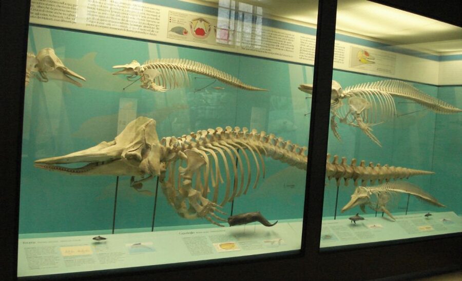 Milan: Natural History Museum Entry Ticket & Audio Guide - Key points to know before you go