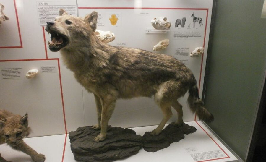 Milan: Natural History Museum Entry Ticket & Audio Guide - The museum building and garden setting