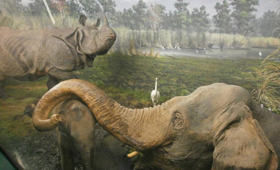 Milan: Natural History Museum Entry Ticket & Audio Guide - A two-hour route through natural history