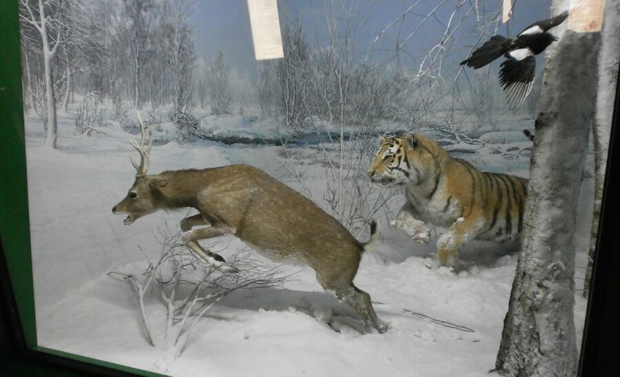 Milan: Natural History Museum Entry Ticket & Audio Guide - Accessibility, timing, and practical details