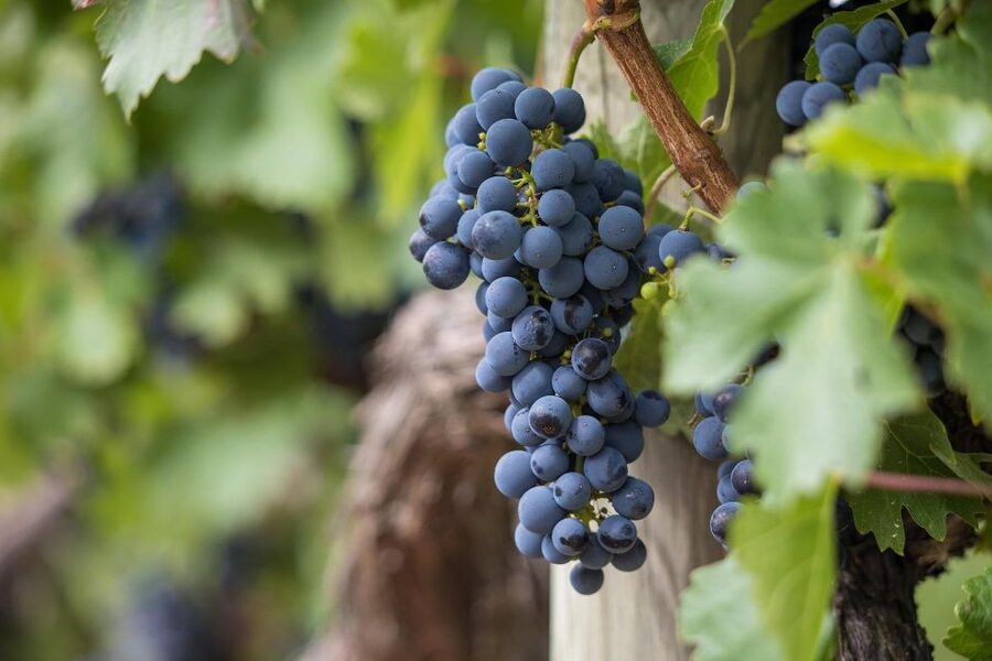 Milan: Wine Tasting with an Italian Sommelier - Is $102 fair for this Milan tasting?