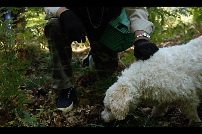 Mushroom or Truffle Hunting - Key points to know before booking