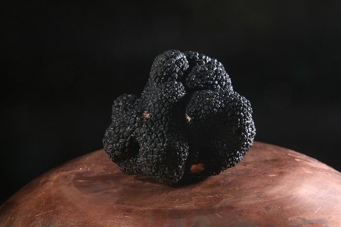 Mushroom or Truffle Hunting - Views, slopes, and forest footing
