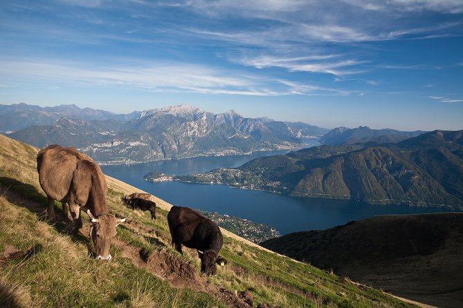 Mushroom or Truffle Hunting - Who should book this forest outing?