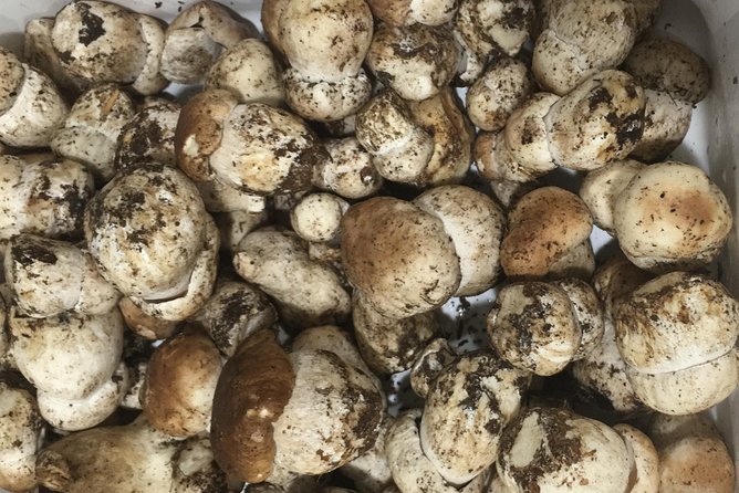 Private Hunting Of Truffle And Mushrooms With Chef Luigi Gandola In Bellagio - Pickup, timing, and the four-hour schedule