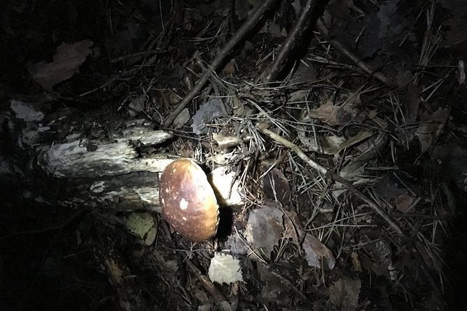 Private Hunting Of Truffle And Mushrooms With Chef Luigi Gandola In Bellagio - How this compares with an ordinary Lake Como food tour