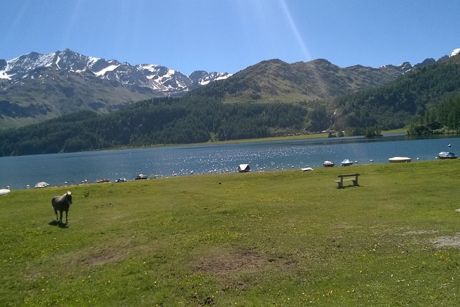 Private tour to Bernina train & Lake Como. Hotel pick-up - The guide and driver can shape the experience