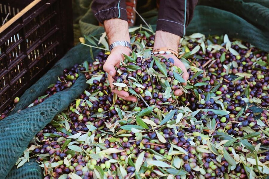 San Felice: Olive Oil Tasting with local food on Garda Hills - The food turns a tasting into lunch