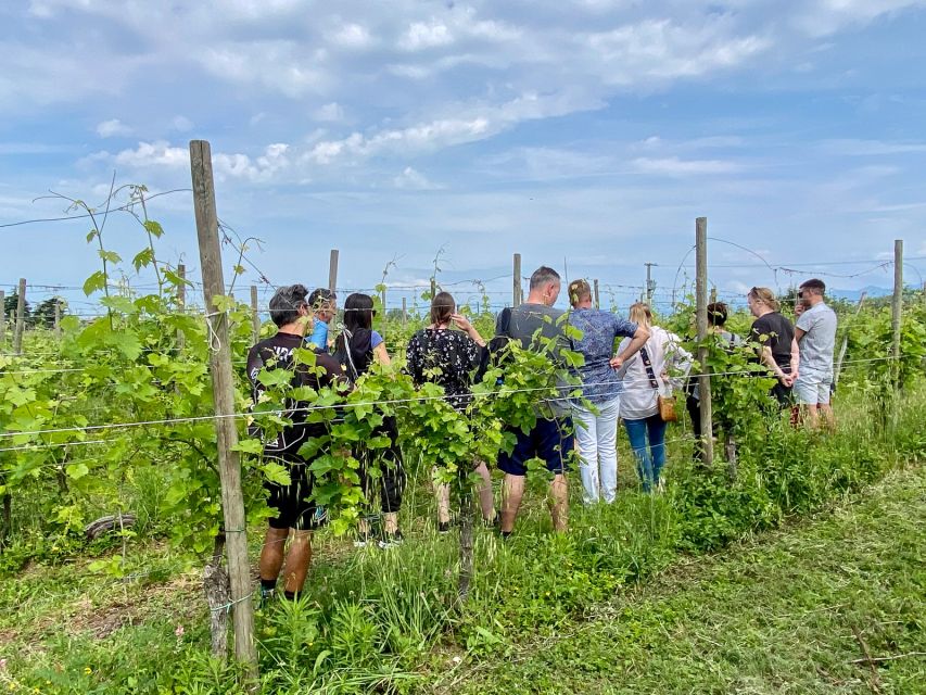 Sirmione: Vineyard Tour with Lugana Wines and Local Tastings - Key points to know before you book
