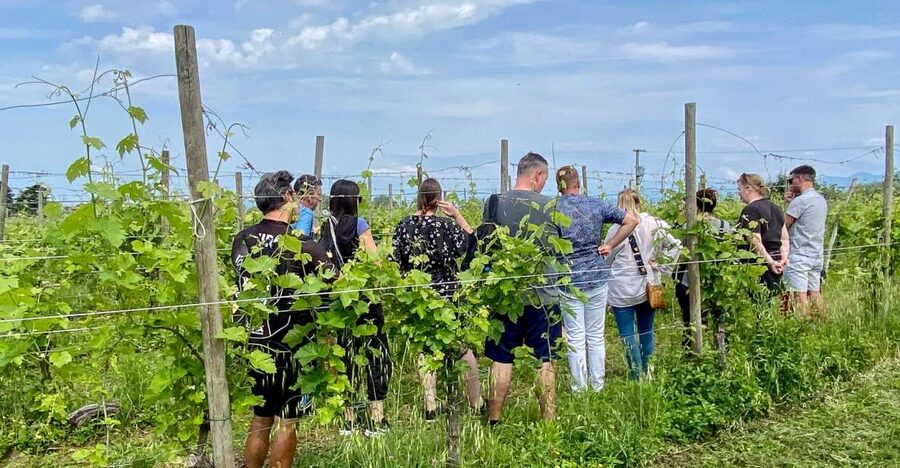 Sirmione: Vineyard Tour with Lugana Wines and Local Tastings - Why this small Lugana winery makes sense near Sirmione