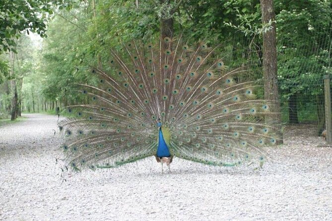 Ticket for Parco Ittico Paradiso at Zelo Buon Persico - Why this fish park makes a good break from Milan