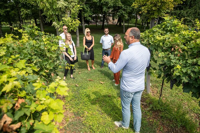 Tour and Tasting of Organic Wines in Lazise - Is $58.87 a fair price?