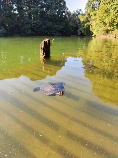 Trekking in the Wood with picnic on the turtles lake