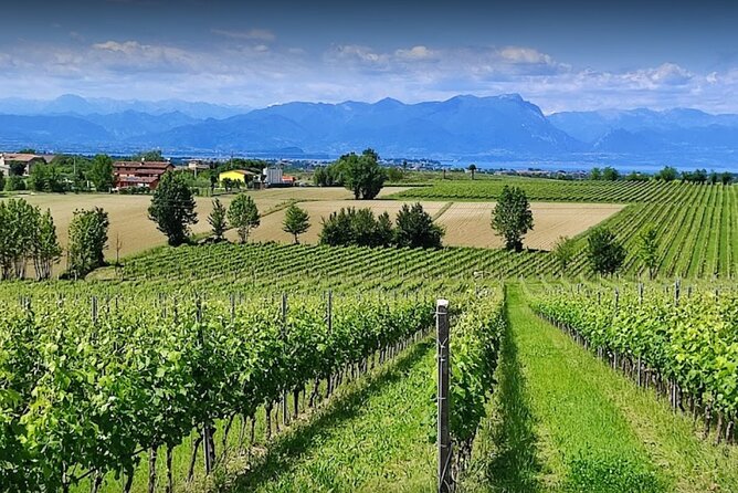 Vineyard Tour and Tasting of Lugana Wines - Meeting Lugana at Cantina Ceresa