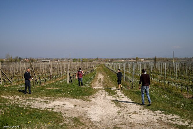 Vineyard Tour and Tasting of Lugana Wines - Inside the Working Cellar